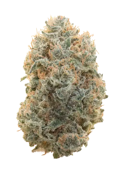 Apple Biscotti Smalls bulk flower