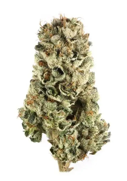 Hard Candy bulk flower