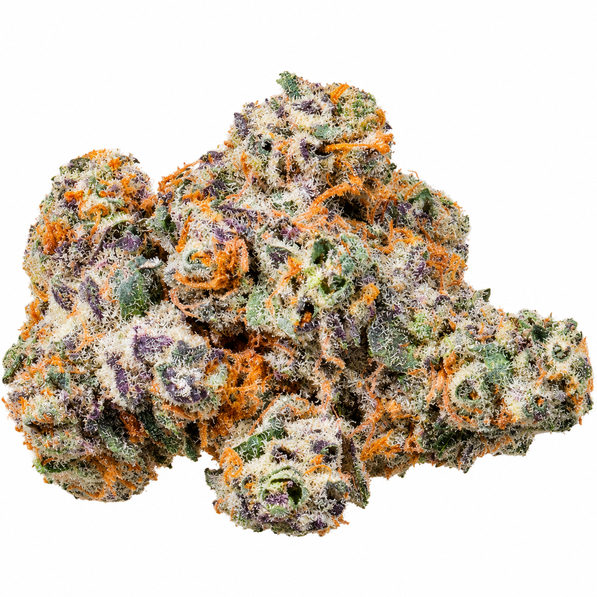 Apple Biscotti Bigs bulk flower